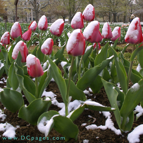 Bed of pink Tulips.
