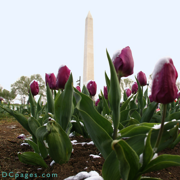 Bed of magenta Tulips.