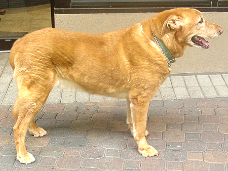 Wiley is a big-nosed 11-year-old American Labrador and our new official community mascot.  