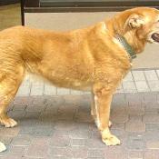 Wiley is a big-nosed 11-year-old American Labrador and our new official community mascot.  