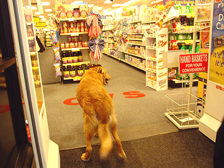 Wiley's come to say hello to all his friends at CVS on 21 Wisconsin Circle.