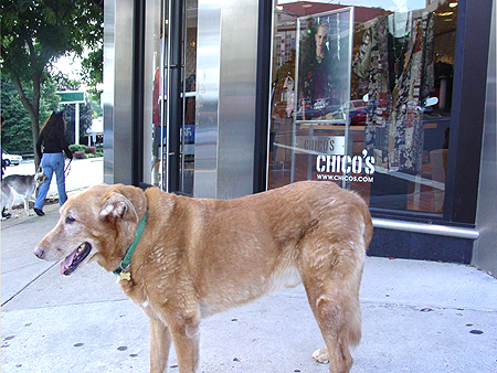 Is Wiley stopping here at the Chico's on the corner of Wisconsin Avenue?