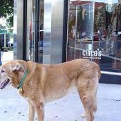 Is Wiley stopping here at the Chico's on the corner of Wisconsin Avenue?