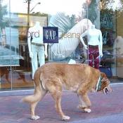 Nope, he's off to check out the new clothes at The Gap.