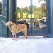 Wiley stops to try on a watch at Cartier Joailliers on 5454 Wisconsin Avenue.