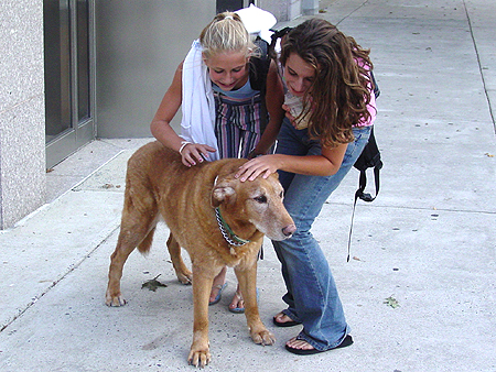 Good old Wiley!  Such a ladies dog.