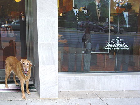 Here's Wiley hanging out at Brooks Brothers on 5504 Wisconsin Avenue.