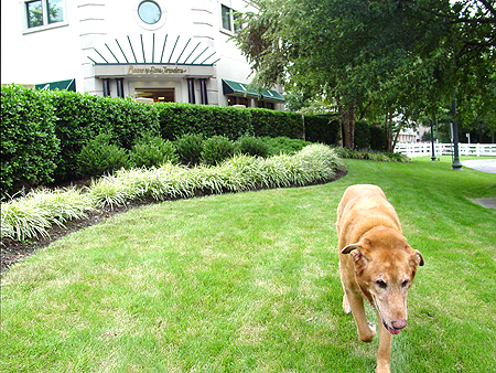 Wiley says good-bye to his friends at Boone & Sons, located on 5550 The Hills Plaza.  But where will he end up next?