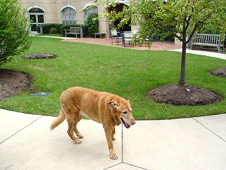 It was a perfect afternoon for Wiley to take a stroll through the downtown business section of Chevy Chase.