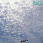 A sea gull glides with the gentle trade wind.