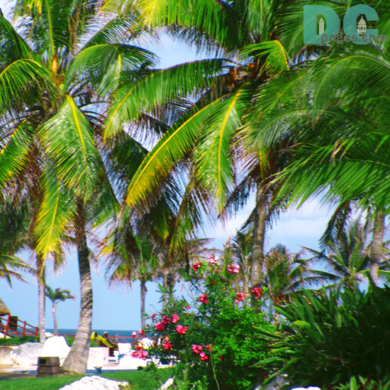 coconut palm tree
