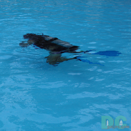 scuba certification