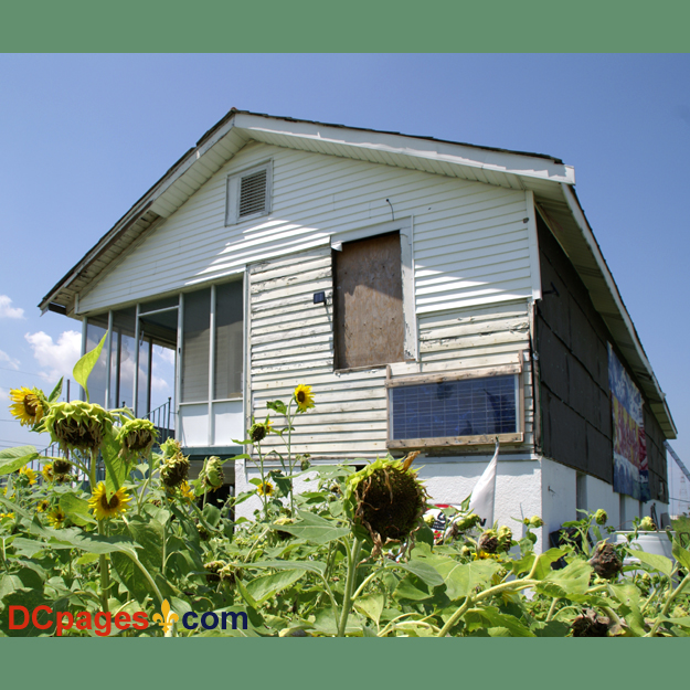 August 2, 2007 - Ninth Ward of New Orleans - Common Ground Relief - Sunflowers