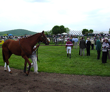 A fine thoroughbred