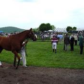 A fine thoroughbred