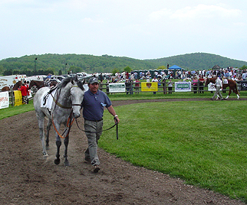 The trot
