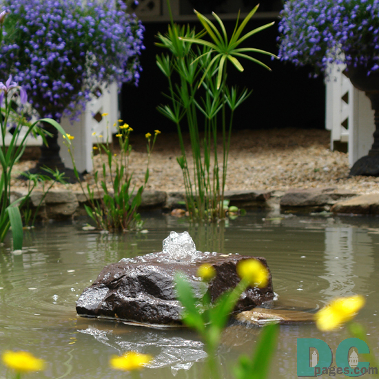 Garden flowers around a pond.