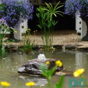 Garden flowers around a pond.