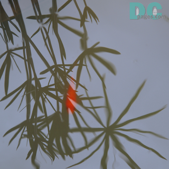 Gold fish swimming in the pond.