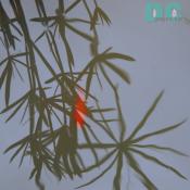 Gold fish swimming in the pond.