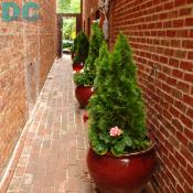 Landscaped alleyway.