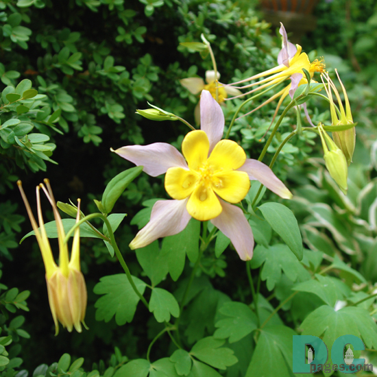 The Columbine has a delightful, interesting flower shape. 