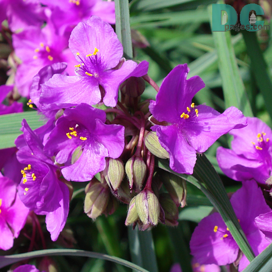 Purple flowers