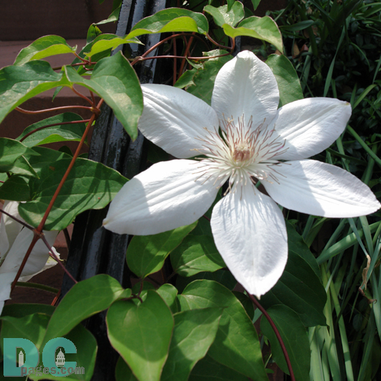 Climatis