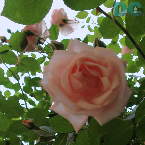 Peach rose