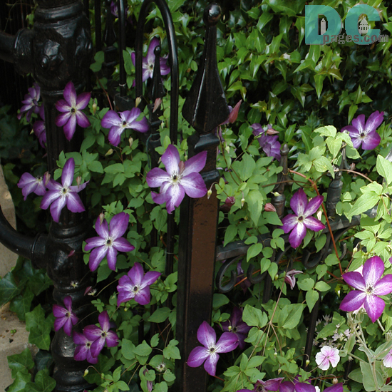 Purple climatis.