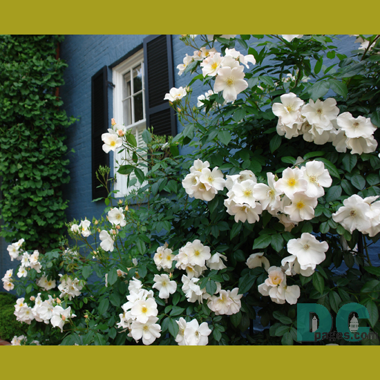 White fancy climatis.