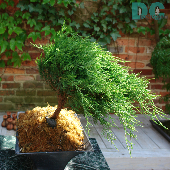 Japanese Bonsai