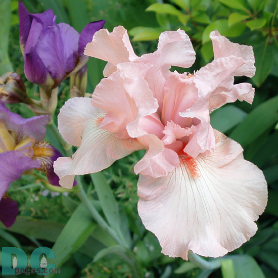 Peach Iris