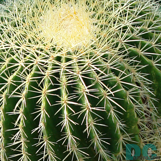 Cactus