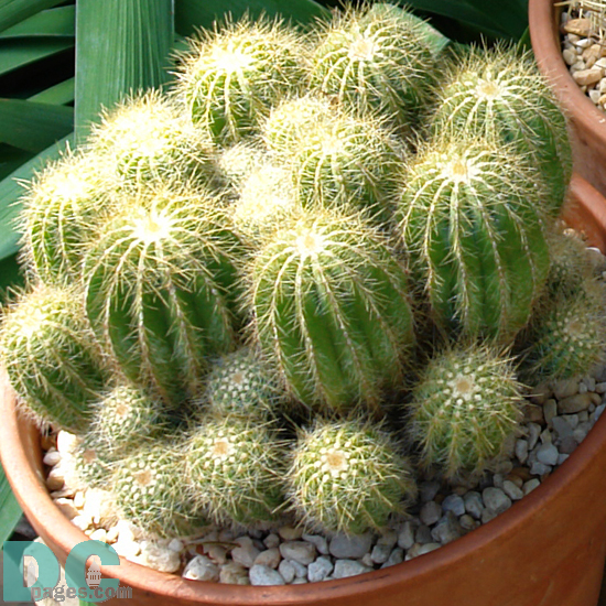 Cactus.