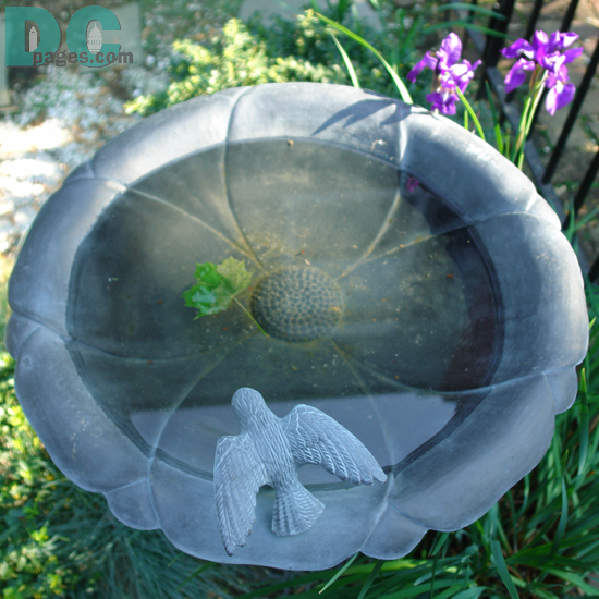 Bird bath.