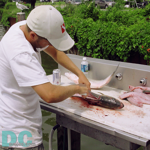 The Captain's assistant filets our fresh caught rockfish. Many five star dinners were eaten at the cost of one nice dinner in the District.