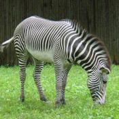 The National Zoo has two Grevy's Zebras