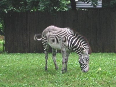 Grevy's Zebras live in northern Kenya and southern and eastern Ethiopia.