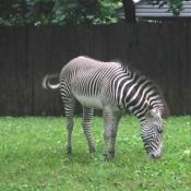 Grevy's Zebras live in northern Kenya and southern and eastern Ethiopia.