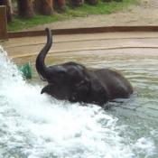 He loves to play in the water.