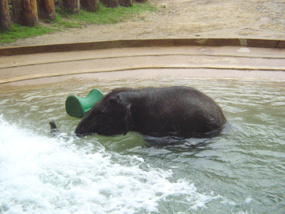 On April 18, Kandula weighed 1,397 pounds, gaining an average of about three pounds per day this month. 