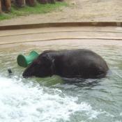 On April 18, Kandula weighed 1,397 pounds, gaining an average of about three pounds per day this month. 