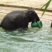 When Kandula is full grown, he will weigh around 10,000lbs.