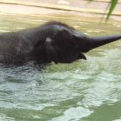 The height of an elephant can be estimated from its footprint! The circumference of Kandula's left forefoot was measured at 26 ½ inches. 