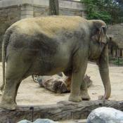 The National Zoo is home to 4 asian elephants.