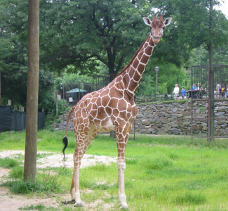 Males stand up to 18 feet tall and weigh up to 4,200 pounds; females grow to 16 feet tall and weigh up to 2,500 pounds.