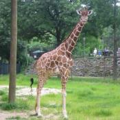 Males stand up to 18 feet tall and weigh up to 4,200 pounds; females grow to 16 feet tall and weigh up to 2,500 pounds.