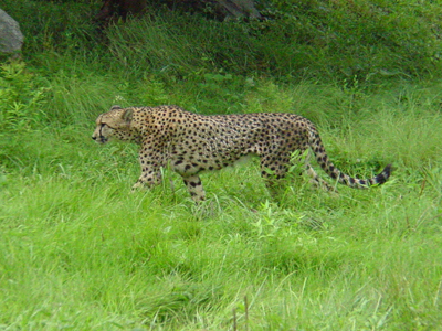 Currently the National Zoo has five cats living at the Cheetah Conservation Station: two males and three females. 