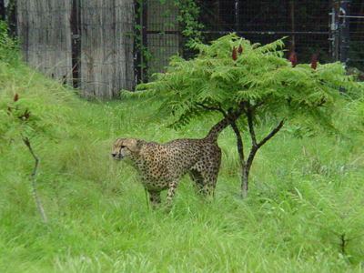 Amadi and Norok are the two males. Jomu, Chiku, and Wandu are the three females.